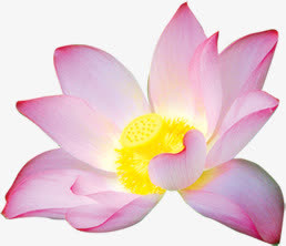 荷花 花朵 花卉免抠