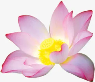 荷花 花朵 花卉免抠