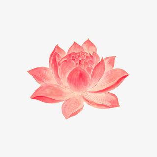 粉色水墨手绘荷花免抠