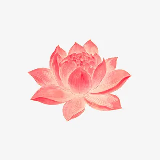 粉色水墨手绘荷花免抠