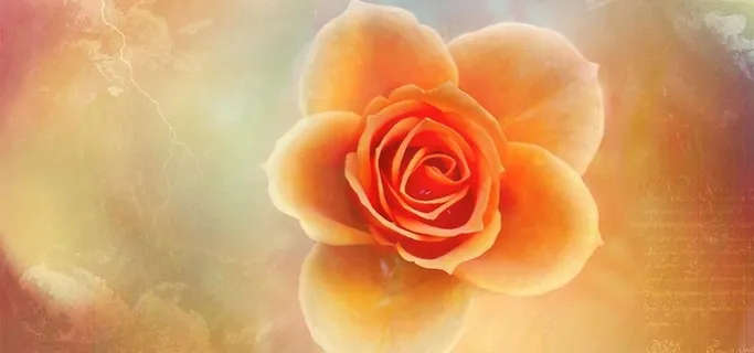 黄色鲜花背景高清