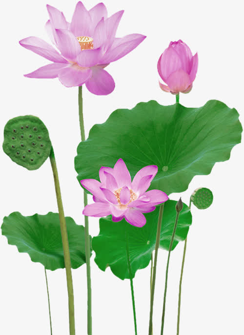 绿色荷叶荷花装饰图案免抠