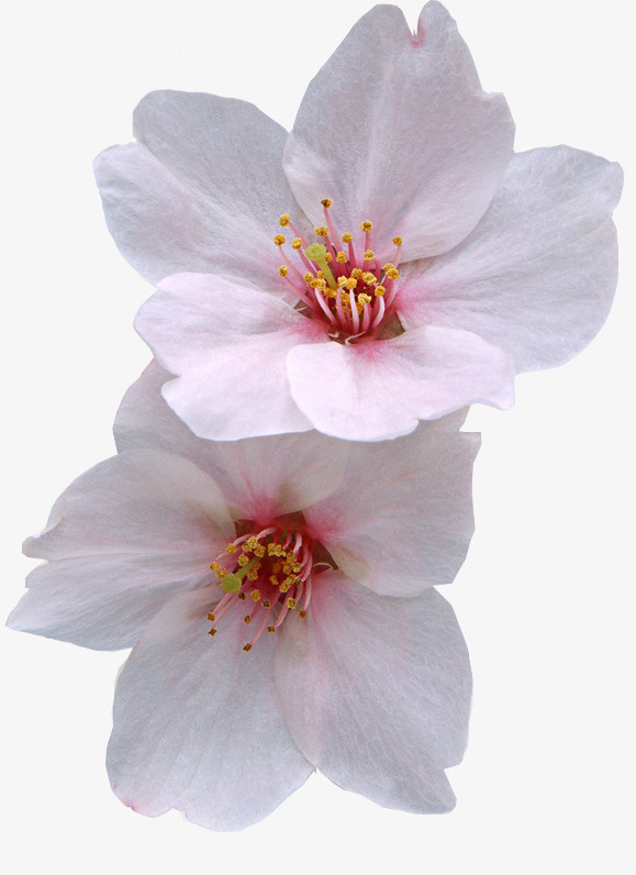 粉红桃花免抠