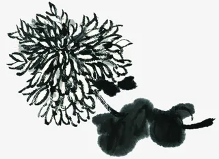 泼墨菊花免抠