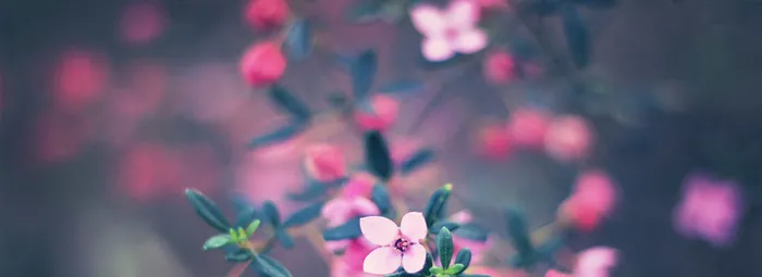 花草高清