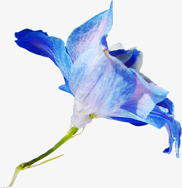 花卉免抠
