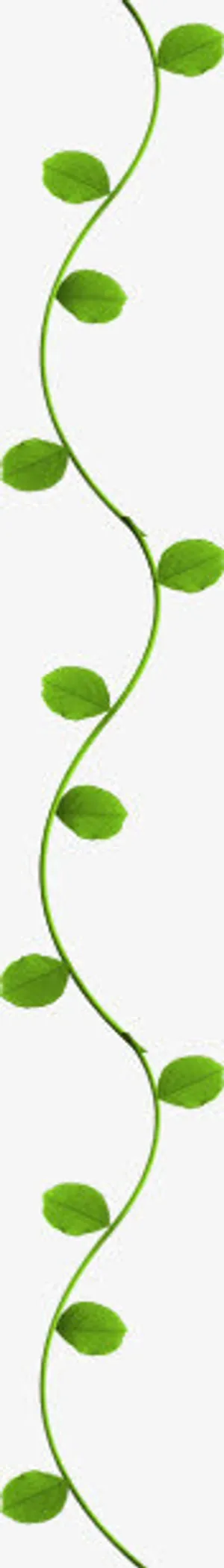 春天阳光下的绿叶藤蔓免抠装饰植物元素