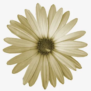 卡通鲜花素材背景素材