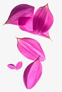 粉色花瓣漂浮元素免抠