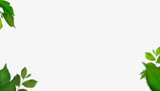 深绿色叶子 png素材免抠