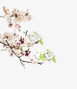 清新唯美梨花装饰图案免抠
