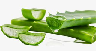 白绿色切开的芦荟枝免抠