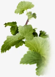 黄瓜叶子png素材免抠