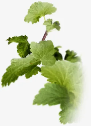 黄瓜叶子png素材免抠