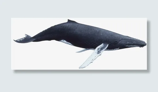 海里的鲸鱼免抠 海里的鲸鱼免抠