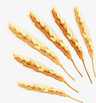 金黄的麦穗免抠