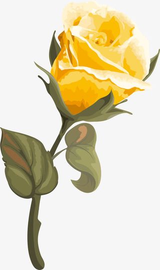 手绘黄色花朵花瓣免抠