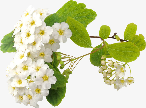 花草标签植物花卉素材免抠