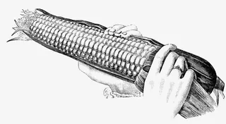 剥玉米插画免抠