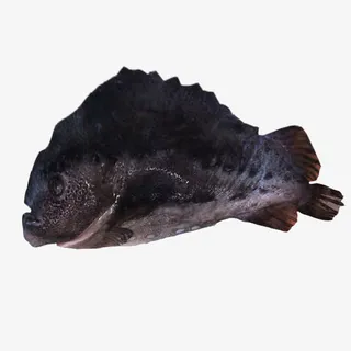 进口海参斑免抠