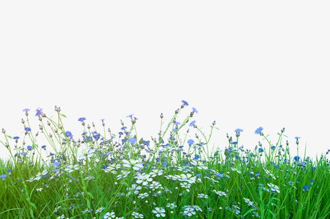 春天花卉背景植物免抠