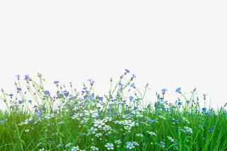 春天花卉背景植物免抠