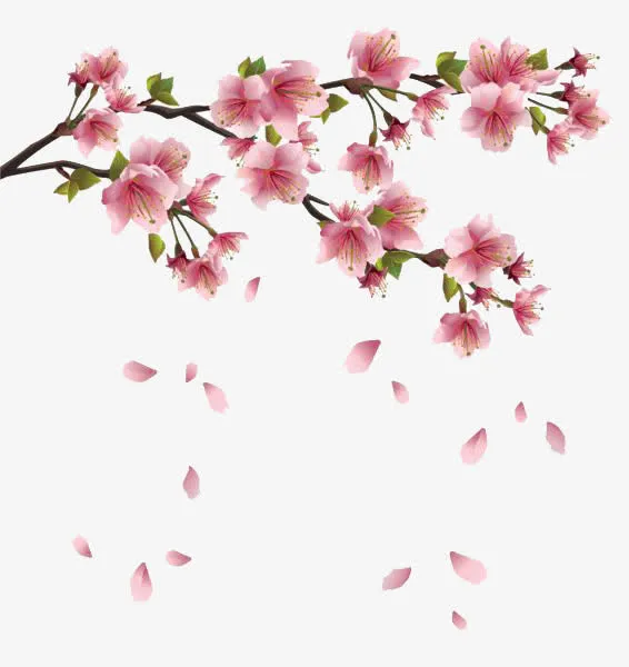 飘花瓣的花免抠