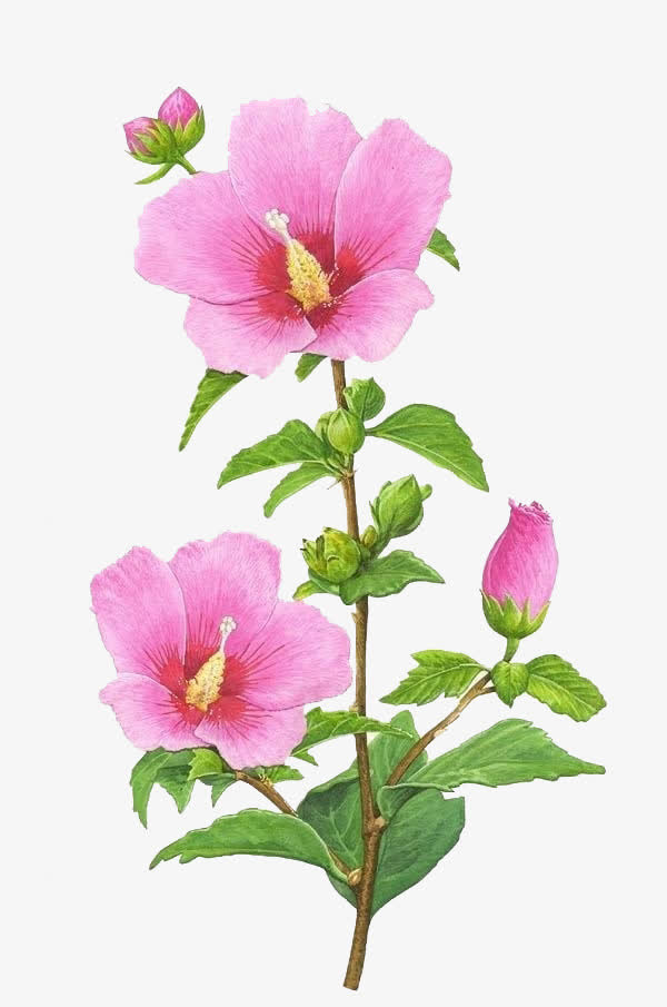 木槿花免抠