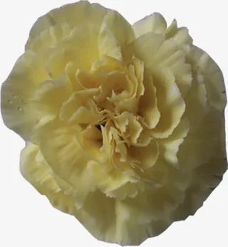 黄色康乃馨七夕免抠