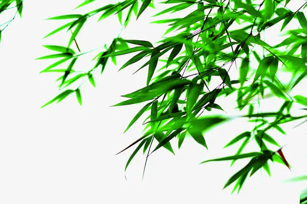 棕情端午绿色树叶枝叶免抠