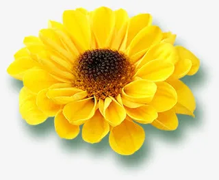 黄色卡通唯美春天花朵免抠