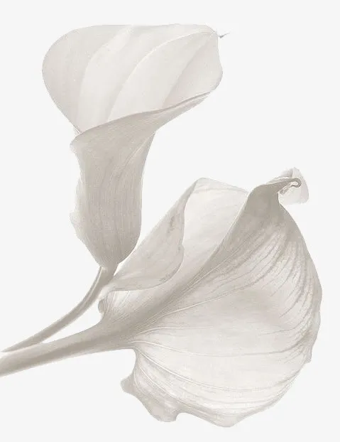 花免抠