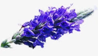 薰衣草花卉紫色七夕免抠