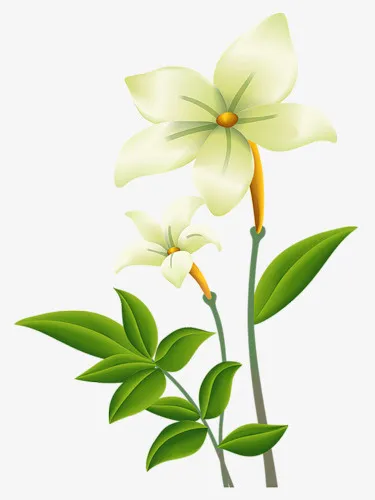 白色花朵免抠