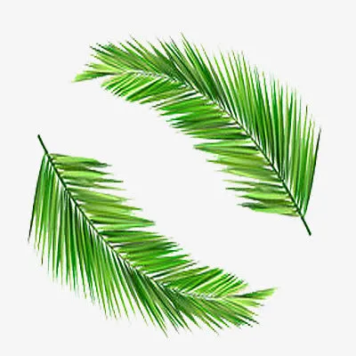 两片椰子叶图片素材免抠