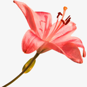 百合花红色百合花朵免抠