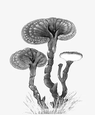 中国风手绘灵芝免抠