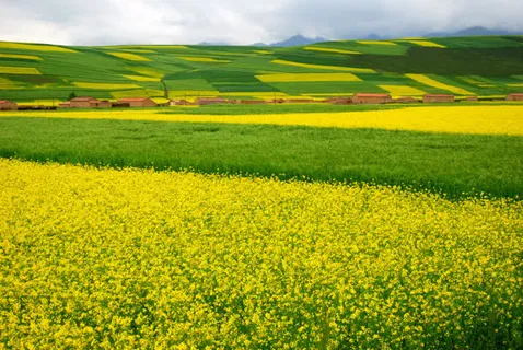 唯美清新油菜花花海免抠背景摄影风景元素