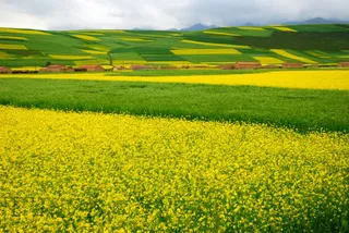 唯美清新油菜花花海免抠背景摄影风景元素