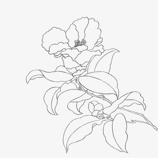 山茶花国画白描线稿免抠