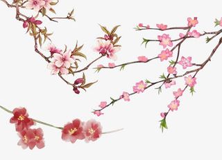 盛开的桃花免抠