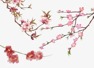 盛开的桃花免抠