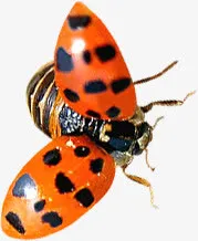 清新春天瓢虫展翅免抠