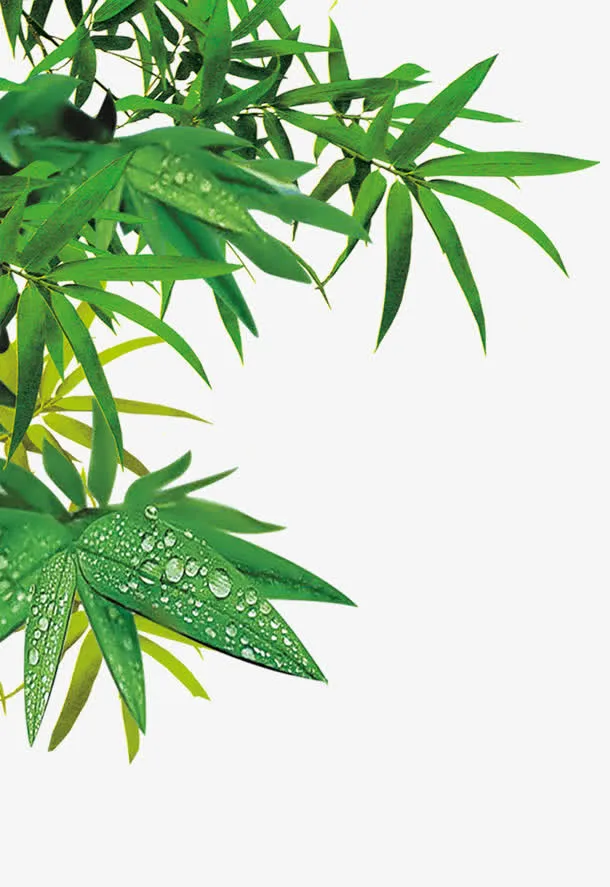 竹子叶竹叶免抠