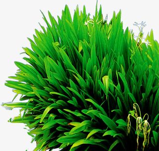 春天清新绿叶植物草丛免抠