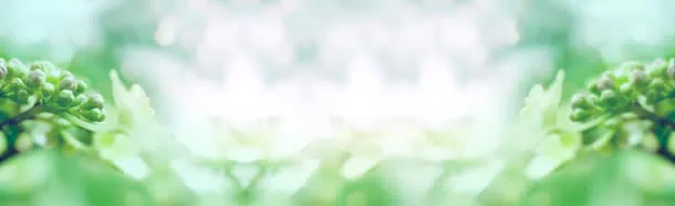 绿叶淘宝广告banner