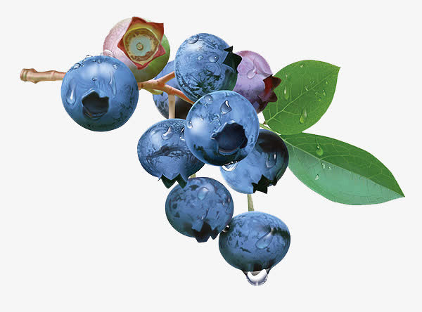 手绘的蓝莓果实画免抠