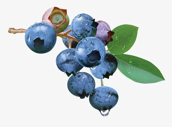 手绘的蓝莓果实画免抠