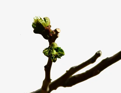 春天树枝发芽免抠