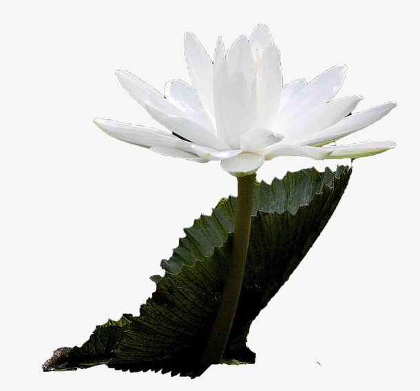 白色睡莲睡美人带荷叶免抠